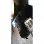 Chapka militaire russe en fourrure photo review