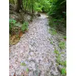 Bottes d’entraînement tactiques légères en suédine kaki photo review