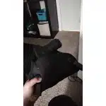 Holster hybride dissimulé photo review