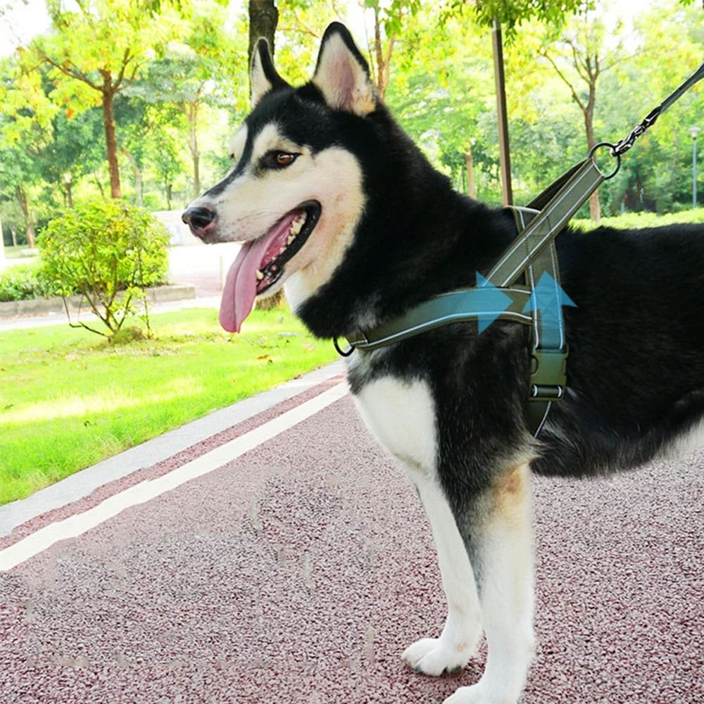 Harnais tactique minimaliste pour chien – Image 2