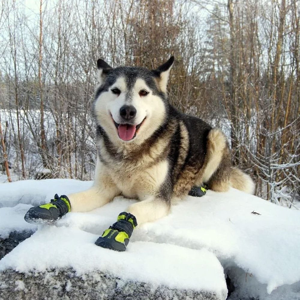 Bottines tactiques courtes pour chien – Image 5